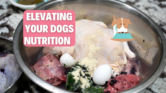 Feeding Your Dog Raw