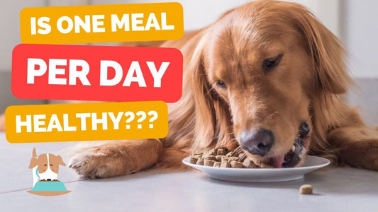 One Meal vs. Three: Debunking Dog Feeding Myths