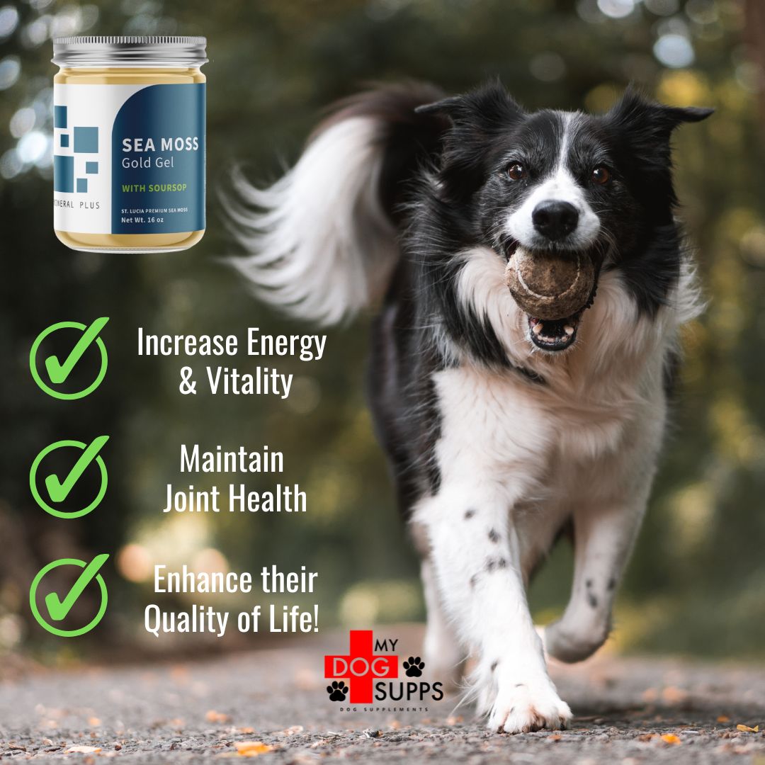 all-natural supplement for dog vitality, energy, and longevity