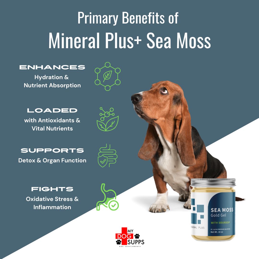 Natural raw sea moss gel for dogs with gut health, joint care, and immunity boosting benefits